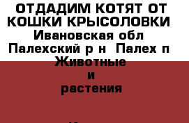 ОТДАДИМ КОТЯТ ОТ КОШКИ КРЫСОЛОВКИ - Ивановская обл., Палехский р-н, Палех п. Животные и растения » Кошки   . Ивановская обл.